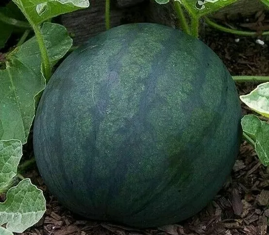 Watermelon Seeds 25 Sugar Baby Garden Fruit Bush Avg Wt 8-10 Lbs USA Seller - £6.70 GBP