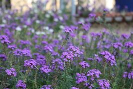 Moss Verbena Seeds, Perennial Ground Cover, Creeping, Purple Flower, FRE... - €1,79 EUR+