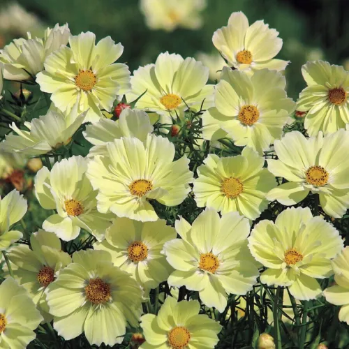 Fresh Cosmos Sunset Yellow Great Cut Flowers &amp; Containers Non-Gmo 200 Seeds Cosm - £8.77 GBP
