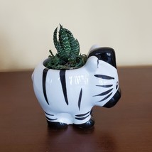 Zebra Planter with Zebra Plant Succulent, Succulent Gift, Animal Planter Pot image 4