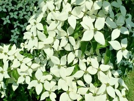 12 Gay Head Chinese Dogwood Seeds Cornus Kousa Gay Head USA Shipping - $10.80