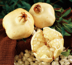 1 Pack 50 White Pomegranate Seeds Punica Granatum Megranate Organic Fresh Seeds  - £4.62 GBP