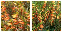 Starter Plant CANDY CORN Cuphea Melvilla Attracts Hummingbirds &amp; Butterf... - £31.16 GBP