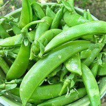 Fast Ship USA Seller Super Sugar Snap Peas Garden Gardening - £13.79 GBP