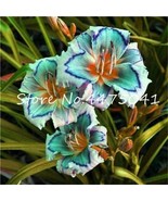 Kasuki Hot 150 Pcs Fresh Hemerocallis Middendorffii Daylily Perennial Fl... - $20.80 CAD