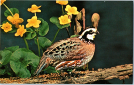 Bobwhite Visiting The Sapsucker Woods Feeding Station Ithaca New York Postcard - £5.49 GBP