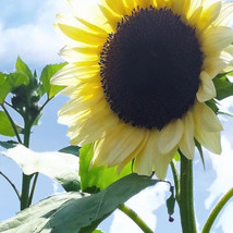 20 Procut White Nite Sunflower Seeds Fresh - £14.37 GBP