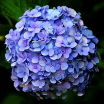 Blue Hydrangea Paniculata Grandiflora 15 PCS Seeds - $9.27