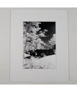 White Mat Photo Landscape Park Infrared Photography Bridge Trees Art Print - £36.05 GBP