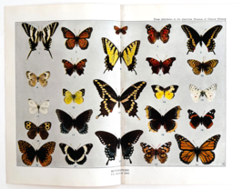 1927 Butterflies 24 Types Insect Chart Art Plate Color Book Print Wildli... - $458.55 MXN