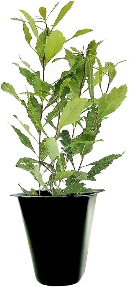 Wax Myrtle Live Plants Myrica Cerifera Bayberry Aromatic - £32.21 GBP