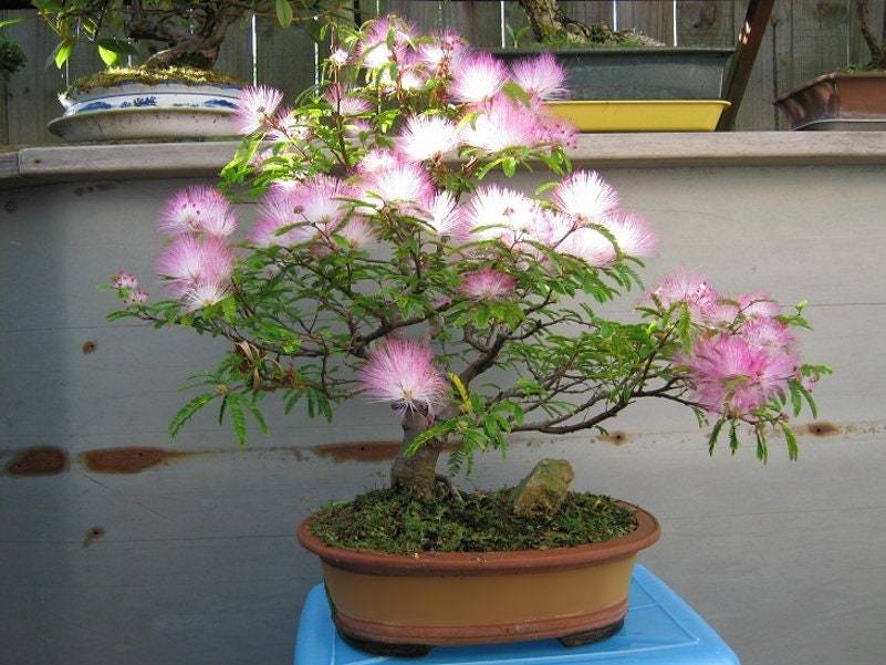 Acacia Bonsai, Julibrissin, silky acacia, Pink Bonsai, Silk