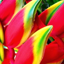 Heliconia Rostrata Hanging Lobster Exotic Tropical Live Plant Rhizomes F... - $352.09 MXN+