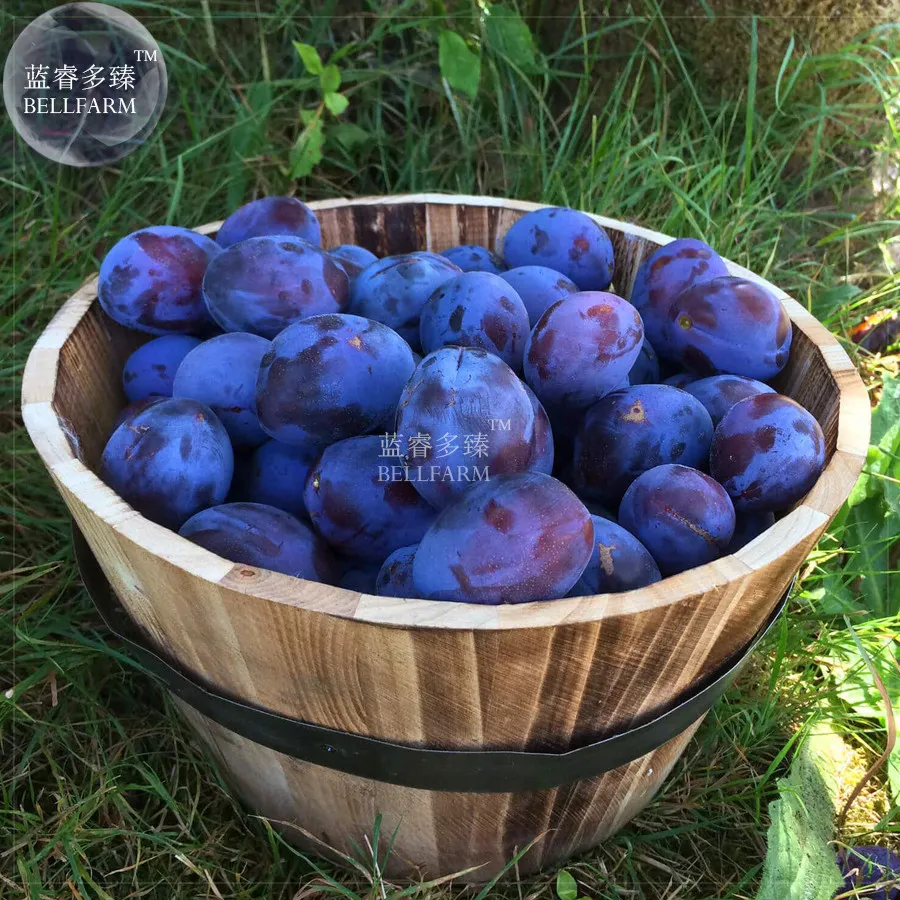 fresh BELLFARM Purple Plum Bonsai Fruits, 35pcs &#39;seeds&#39;, soursweet middle  - $15.84