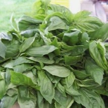 20 Basil Lemon Scented Aromatic Herb Seeds - £6.24 GBP