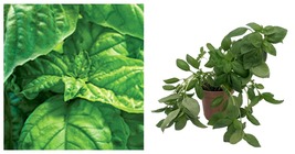 Plant Organic Lettuce Leaf Basil - Potted - Slightly Spicy, Aromatic - 4... - $46.98