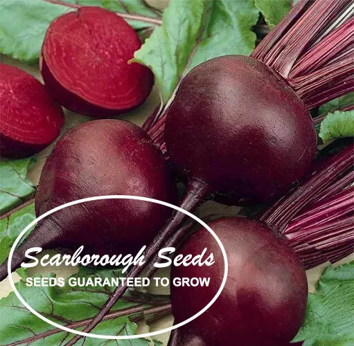 Scarborough Seeds 100 Seeds Detroit Dark Red Beets Non Gmo Heirloom Usa Fresh Ga - £7.09 GBP