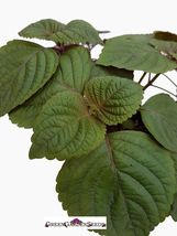 300 Seeds Korean Shiso Perilla Kkaennip Gaennip Mint Basil Asian USA - $9.80