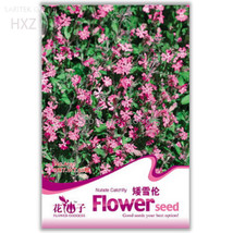 NEW Beautiful Dwarf Sharon Flowers Seeds, 50 seeds, easy to grow beautiful flowe - $6.00