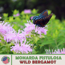 US Seller 200 Wild Bergamot Seeds, Bee Balm, Herbal, Culinary, Bird &amp; Bee Attrac - £7.42 GBP