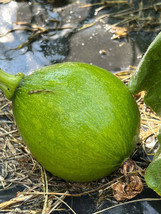 20 Seeds Kor EAN Summer Squash Teot Bat Put Easy Planting Seeds - £11.66 GBP