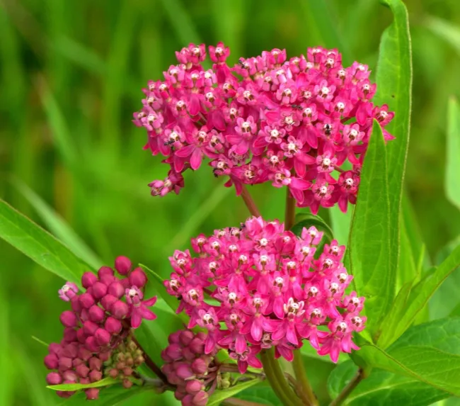 Milkweed Swamp Pink 50 Seeds Monarch Butterfly Plant Sow Spring Or Fall Fresh Ga - £10.99 GBP