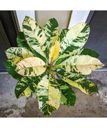 Red Blooming Variegated Leaf Plumeria Rubra Frangipani Fully Rooted Graf... - $123.97