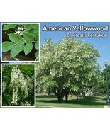 Yellowwood Tree ~ 10 Seeds ~ Cladrastis Kentukea ~ ~  - $10.99