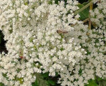 California Buckwheat (Eriogonum Fasciculatum) Fall Seeds - Ts - £4.74 GBP