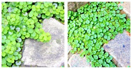 2000 Dichondra Repens Seeds Perennial Creeping Ground Cover, Evergreen Lawn - $16.95