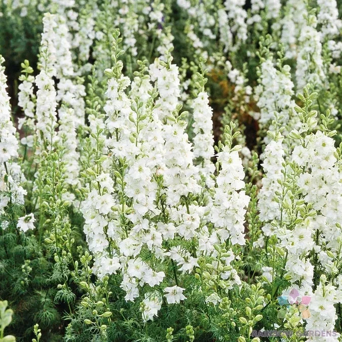 200 White King Delphinium Seeds New Fast Shipping - $10.96