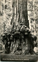 Vtg PNC Photo Litho Postcard - Big Basin California Animal Tree - £6.92 GBP