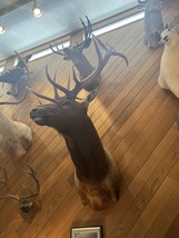 XXL Elk and 2 Caribou For Sale Taxidermy Mounts - £4,315.08 GBP