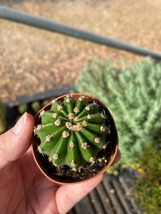 Cactus Echinobivia Rainbow Bursts 2&quot; Pot Live Plant - £4.65 GBP