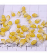 Mini Strawberry Shaped Yellow Corn Seeds – Sweetative | Compact Edible V... - $123.47 MXN