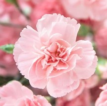 HSE Carnation Flower Seeds for Planting, La France Pink (100 Seeds) - Easy to Gr - £11.49 GBP