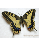 Papilio Machaon Old World Swallowtail Butterfly Framed Entomology Shadowbox - $54.99