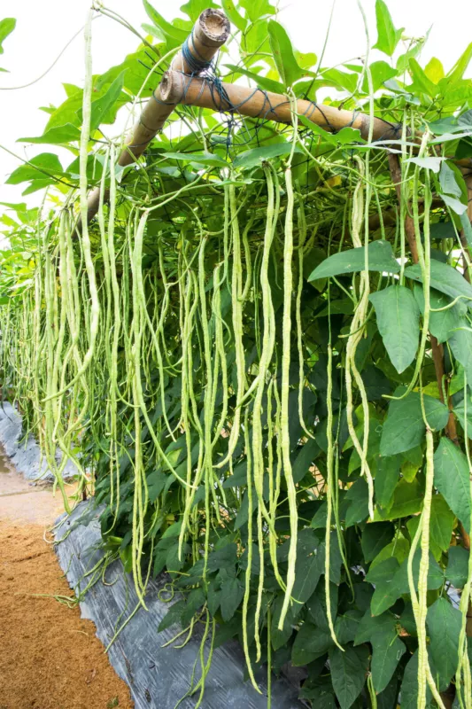 100 Seeds LADY COWPEA Southern Cow Pea Vigna Unguiculata Legume Lady Finger Bean - £9.76 GBP