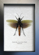 Yellow Spots Aularches Punctatus Real Grasshopper Entomology Collectible Display - £51.21 GBP