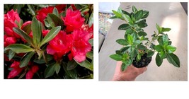 ( 1 live plant ) Hershey Red Azalea - Starter Plant ( 8m ) - £28.56 GBP