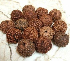 7 Mukhi Rudraksha / Seven Face Rudraksha / Pour Mahalaxmi / Lot de 21 perles ... - $19.04