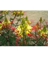VCS Caesalpinia Gilliesii 10 Seeds Shrub Tree Flower Yellow Bird Of Para... - $21.66 CAD