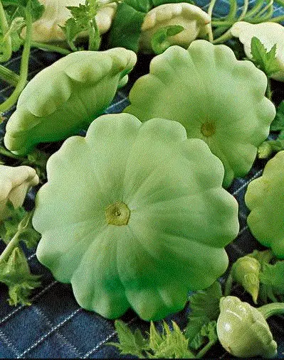 Squash Bennings Green Tint Patty Pan 15 Organic Seeds Heirloom Non Gmo Usa Garde - £5.05 GBP