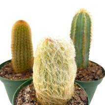 Column Cactus Assortment, 4 inch Set of 3, Silver Torch, Blue Column, Yellow - £29.65 GBP
