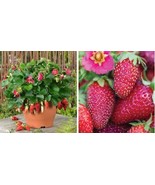 100 Pcs Tristan F1 Strawberry Seeds - $295.89 MXN