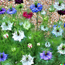 FA Store 500 Love In A Mist Annual Flower Seeds Persian Jewels Mix (Nigella Dama - £7.13 GBP