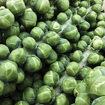 US Seller 500 Gustus Brussels Sprouts Seeds New Fresh - £4.32 GBP