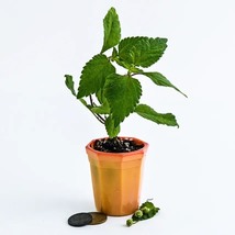Sweet Herb Plants Aztec (3 Plants) Ships Promt, Seeds R - £33.49 GBP