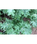 KKG Premium White Russian Kale Fresh Organic Seed Fresh Garden - €6,72 EUR