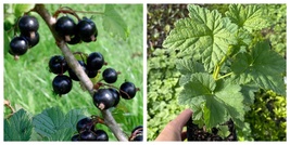 Black Currant Ben Nevis in 3.5 inch pot Nicely rooted plant - £38.51 GBP